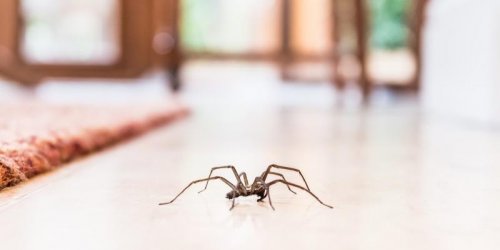 Araignees : 8 remedes naturels pour les faire fuir de la maison