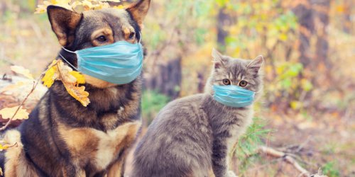 Faut-il vacciner les chiens et les chats contre la Covid-19 ?
