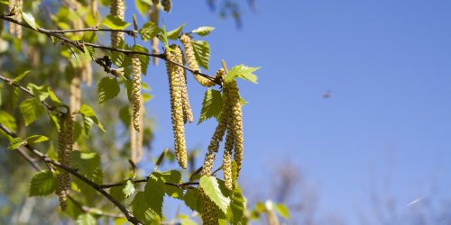 Pollen de bouleau : un risque eleve d’allergie en Bourgogne-Franche-Compte 