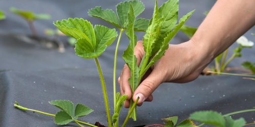 8 solutions efficaces pour desherber son jardin sans produits toxiques