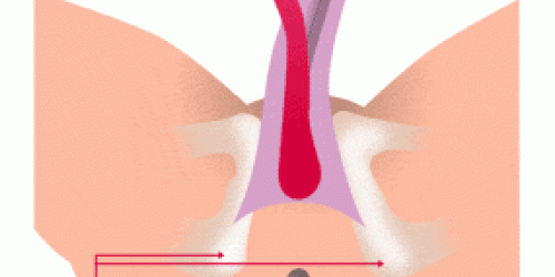 Troubles de l-erection : un peu d’anatomie !
