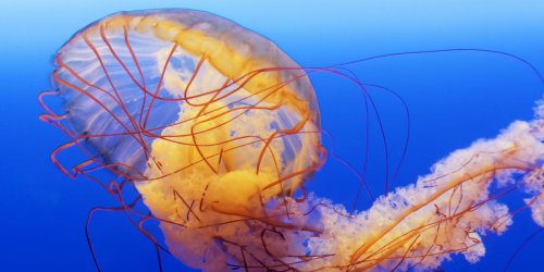 Video : la piqure de meduse vue au microscope