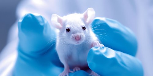 Medicaments : les etudes sur les souris males affectent la sante des femmes