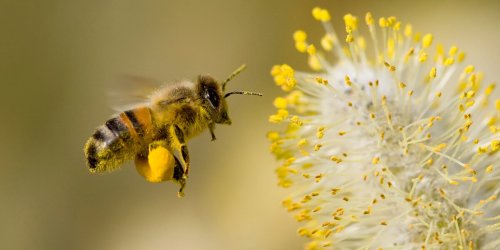 Retirer le dard d’une abeille : conseils et precautions