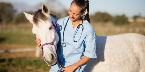 Leptospirose chez le cheval : est-ce contagieux pour l-homme ?
