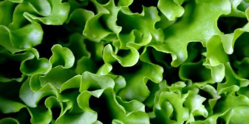 Des salades contaminees par des pesticides interdits et dangereux