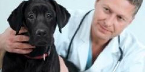 Des veterinaires pour remplacer les medecins...