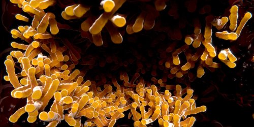 Vaccin de la tuberculose : contre quelle bacterie protege-t-il ?