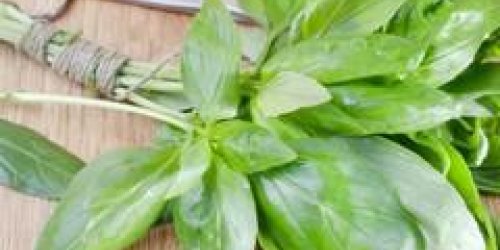 Basilic : une vraie plante medicinale !