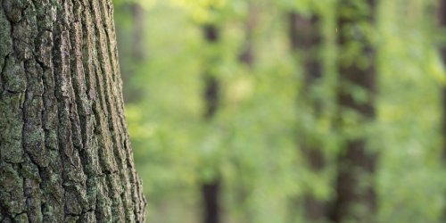 Infections nosocomiales : les ecorces d-arbres efficaces pour les soigner ?