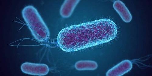 Bacterie E.coli : 13 cas graves et un deces dans 5 regions