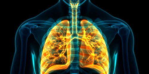 Covid : des faux poumons infectes par des chercheurs pour mieux etudier le virus