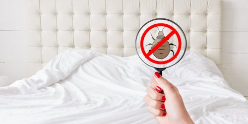 5 signes que votre chambre d’hotel est infestee par les punaises de lit