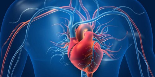 Maladie cardiaque : ces aliments renforcent la sante de vos vaisseaux sanguins