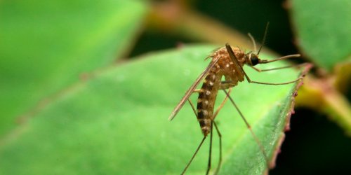 5 odeurs qui font fuir les moustiques