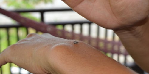 7 insectes qui peuvent gacher votre ete