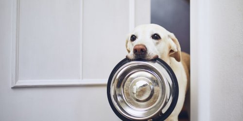 15 aliments a ne jamais donner a votre chien