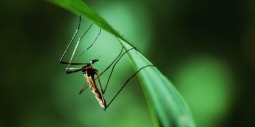 Moustiques : 12 departements de metropole en vigilance orange