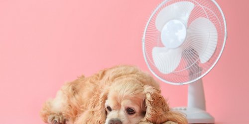 Canicule : 5 signes d’un coup de chaleur chez le chien