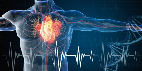 Anevrisme aortique : un test du pouce vous dit si vous etes a risque
