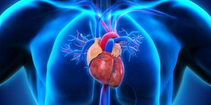 Insuffisance cardiaque ou veineuse : la difference