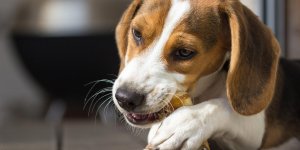 Gastrite chez le chien : peut-on lui donner de l-homeopathie ?