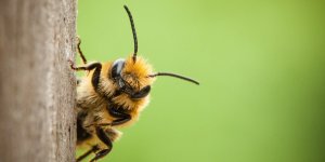 Covid-19 : les abeilles peuvent detecter la maladie