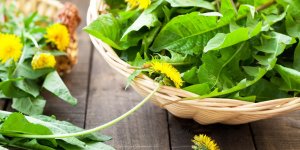 Plantes anti-cholesterol : le pissenlit en gelules