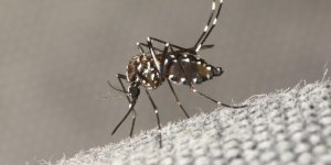 Moustiques : 5 idees de repulsifs naturels et efficaces