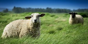 Coronavirus : des chercheurs veulent utiliser les anticorps des moutons pour produire des tests
