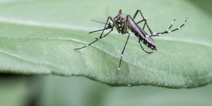 Var : une personne atteinte du virus du Nil occidental apres une piqure de moustique