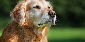 Arthrose chez le chien : comment la reconnaitre ?