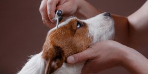 Huiles essentielles pour soigner son chien : les precautions