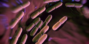 Probiotique : a quoi sert Lactobacillus gasseri ?
