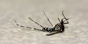 Moustique tigre : des scientifiques ont trouve un moyen de l’eradiquer