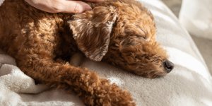 Pourquoi caresser un chien fait du bien au moral