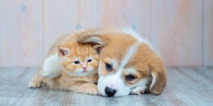 Bien-etre animal : 5 questions a se poser avant d-adopter un chien ou un chat