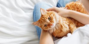 Maladie de Lyme : 3 symptomes d-infection chez le chat
