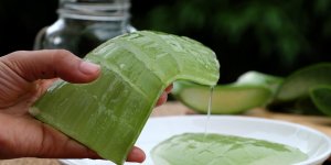 Aloe vera : 3 utilisations en phytotherapie