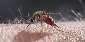 Virus du West Nile : 11 personnes touchees dans les Alpes-Maritimes depuis le debut de l-ete