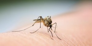 Allergie au moustique : les signes qui ne trompent pas