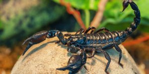 Une femme piquee par un scorpion mortel dans l’Oise