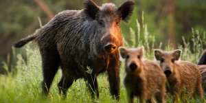 Pyrenees-Orientales : deux chasseurs contamines par la trichinellose apres avoir mange du sanglier 