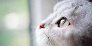 Conjonctivite du chat : comment la reconnaitre ?