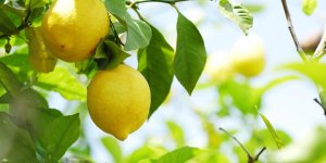Otite : le citron comme traitement naturel