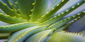 Aloes (aloe vera) : une plante anti-cancer du foie