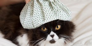 Insuffisance renale chez le chat : les symptomes