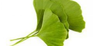 Ginkgo: plante jeunesse miraculeuse!