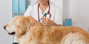 Leishmaniose chez le chien : des traitements naturels ?