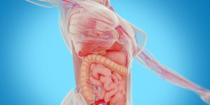 Anatomie de l-appareil digestif : les organes creux